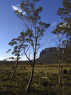 Tasmania - Cradle Mountain - Lake St Clair National Park: Overland Track - trees (photo by M.Samper)