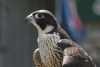 Tasmania - Australia - Tasmania - Southern Tasmania: falcon ready to fly - animal shelter - pird of prey - raptor (photo by Fiona Hoskin)