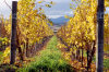 Australia - Tasmania - Cambridge: vineyards at Meadowbank Estate, Derwent Valley, Clarence municipality - photo by S.Lovegrove