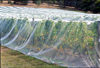 South Tasmania, Australia: vineyard covered in nets - photo by A.Bartel