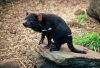 Tasmania - Australia - Tasmanian devil posing for the photographer - Sarcophilus harrisii - tassie devil (photo by S.Lovegrove / Picture Tasmania)