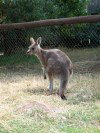 Tasmania - Australia - North Eastern Tasmania - Trowunna Wildlife Park: Wallaby (photo by Fiona Hoskin)