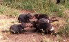 Tasmania - Australia - Tasmania - Trowunna Wildlife Park: Tasmanian devils - dinner tug of war - Sarcophilus harrisii (photo by Fiona Hoskin)