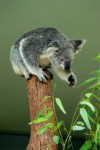 Tasmania - Australia - Koala (photo by Fiona Hoskin)