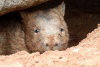 Tasmania - Australia - wombat looking out from its burrow - Vombatus ursinus (photo by Fiona Hoskin)