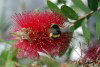 Tasmania - Australia - Tasmania - Bumblebee on a Bottle-brush flower (photo by Fiona Hoskin)