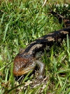Tasmania - Mount William NP: lizard (photo by Luca dal Bo)