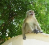 Thailand - Krabi: monkey (photo by Ben Jackson)