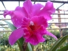 Thailand - Thai orchid - magenta(photo by Llonaid)