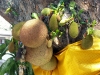 Thailand - Chiang Mai: Jackfruit - Artocarpus heterophyllus - jaca (photo by P.Artus)