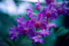 Thailand - Chiang Mai: Orchid - Thai flower (photo K.Strobel)