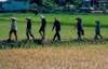 Thailand - Chiang Rai: Workers in the rice fields (photo by K.Strobel)