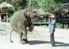 Chiang Mai: elephant show (photo by J.Kaman)