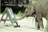 Thailand - Chiang Mai: elephant show - a gift for the arts - elephant drawing (photo by J.Kaman)