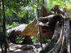 Thailand - Krabi: fallen tree in the forest (photo by Ben Jackson)