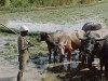 East Timor - Manatuto: buffalo and farmer (photo by M.Sturges)