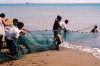East Timor - East Timor - Dili: pulling fish nets on the beach (photo by M.Sturges)