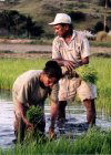 East Timor - Manatuto: Rice planting (photo by M.Sturges)