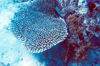 East Timor - Timor Leste: coral and fish - underwater  (photo by Mrio Tom)