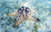 East Timor - Timor Leste: starfish - underwater / estrela do mar (photo by Mrio Tom)