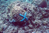 East Timor - Timor Leste: blue starfish (photo by Mrio Tom)