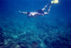 East Timor - Timor Leste: diving in the coral reef (photo by Mrio Tom)
