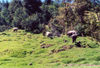 East Timor - Timor Leste: buffaloes in the hills (photo by Mrio Tom)