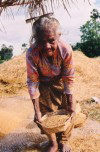 East Timor - Timor Leste - Manatuto: Old lady cleans rice after the harvest (photo by M.Sturges)