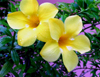 Trinidad - Port of Spain: yellow flowers - photo by P.Baldwin