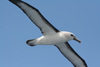 South Atlantic: Atlantic Yellow-nosed Albatross - Thalassarche chlororhynchos - in flight - albatros a bec jaune - photo by C.Breschi