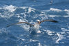 South Atlantic: Atlantic Yellow-nosed Albatross - Thalassarche chlororhynchos - landing - photo by C.Breschi