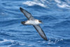 South Atlantic: Great Shearwater - Puffinus gravis - in flight - photo by C.Breschi
