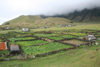Tristan da Cunha: allotment gardens - vegetable plots - photo by C.Breschi