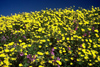 Tunisia - Dougga: field of flowers (photo by J.Kaman)
