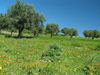 Tunisia - Dougga: olive trees (photo by J.Kaman)