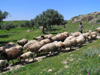 Tunisia - Dougga: sheep (photo by J.Kaman)