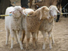 Tunisia - Douz: sheep at the Livestock market (photo by J.Kaman)