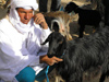 Tunisia - Douz: goats at the Livestock market (photo by J.Kaman)