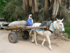 Tunisia - Douz: donkey drawn cart (photo by J.Kaman)