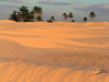 Tunisia - Douz: palm trees in the Sahara (photo by J.Kaman)