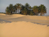 Tunisia - Douz: palm trees in the Sahara - oasis - desert (photo by J.Kaman)