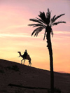 Tunisia - Douz: evening camel ride - silhouette (photo by J.Kaman)