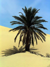 Tunisia - Douz: dunes and palm tree - Sahara desert (photo by J.Kaman)