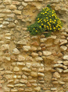 Carthage: old wall (photo by J.Kaman)