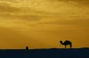 Tunisia - Duzz: Camel at dusk - Sahara desert - silhouette (photo by Rui Vale de Sousa)