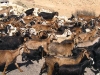 Tunisia / Tunisia / Tunisien - goats on the move (photo by J.Kaman)