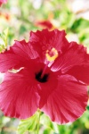 Tunisia - Jerba Island - Ras Taguermes: red flower - Hibiscus (photo by M.Torres)