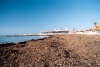 Tunisia - Jerba Island - Ras Taguermes: seaweed covered beach (photo by M.Torres)