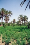 Tunisia - Gabs: oasis - Chenini district (photo by M.Torres)