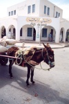 Tunisia - El Hamma: donkey in the souq (photo by M.Torres)